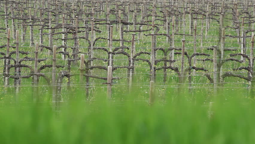 Farmer in a vineyard trimming