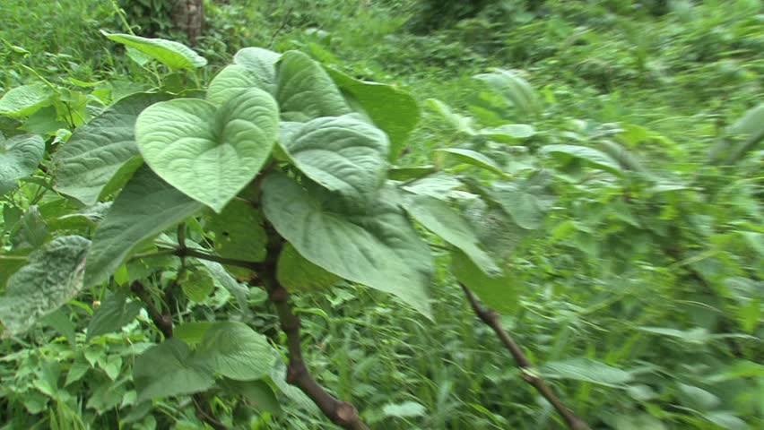 Two Lovers On A Tropical Island Beach. Stock Footage Video 1278103