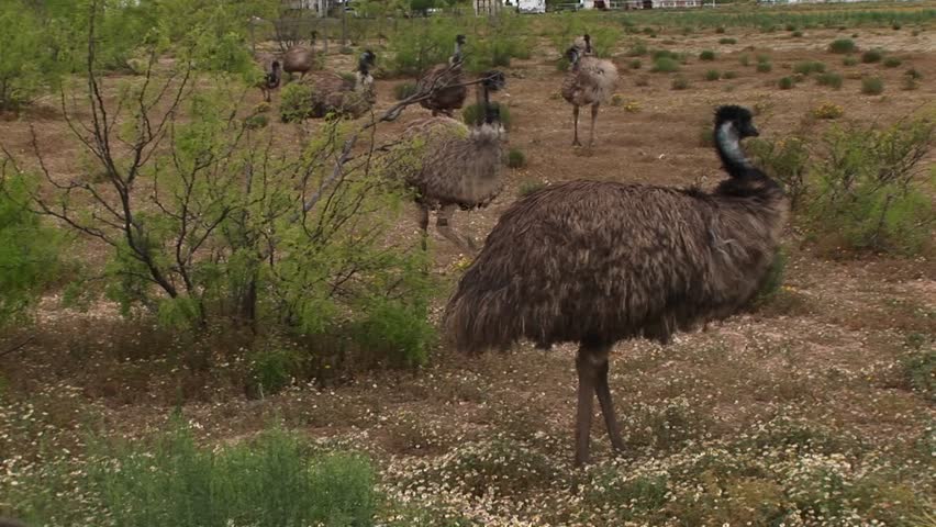 MS of a flock of emus walking in a field