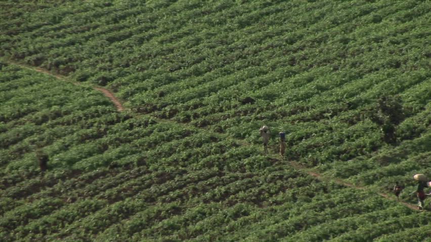 Aerial view of African farmers walking across a field on the border between Rwanda and Uganda