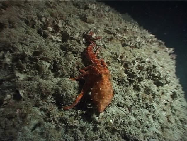 An Octopus (Octopus Macropus). Nearly impossible to recognize during the day, the Octopus Macropus is Mainly nocturnal. Shot captured in the wild in the Mediterranean Sea (Italy) by 3CCD camcorder.