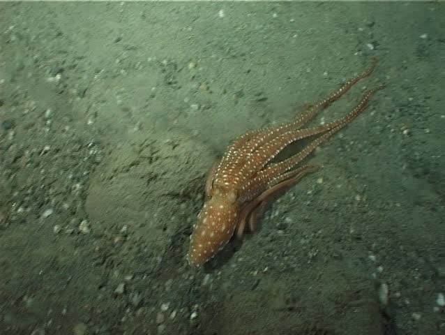 An Octopus (Octopus Macropus). Nearly impossible to recognize during the day, the Octopus Macropus is Mainly nocturnal. Shot captured in the wild in the Mediterranean Sea (Italy) by 3CCD camera.