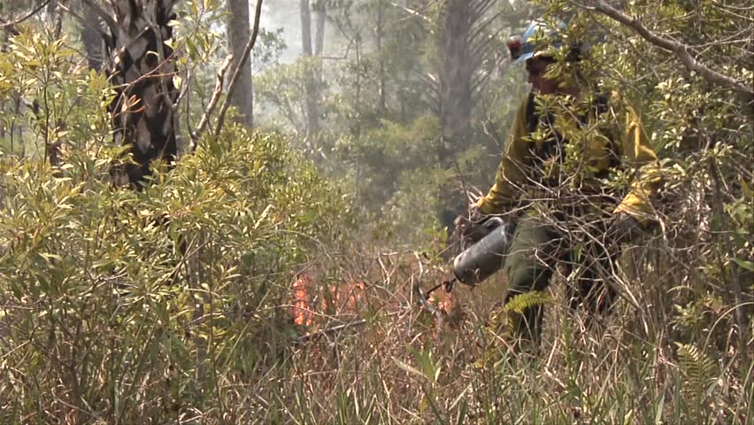 EVERGLADES, FL - CIRCA 2009: Firefighter uses a drip torch during a prescribed fire circa 2009 in the Everglades.