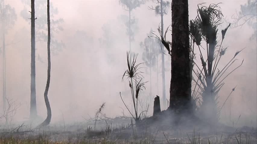 Smoke after a wildland fire in the Florida Everglades