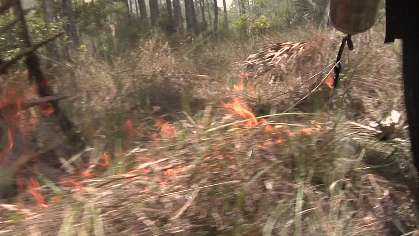 Wildland firefighter uses drip torch during a prescribed fire in the Florida Everglades.