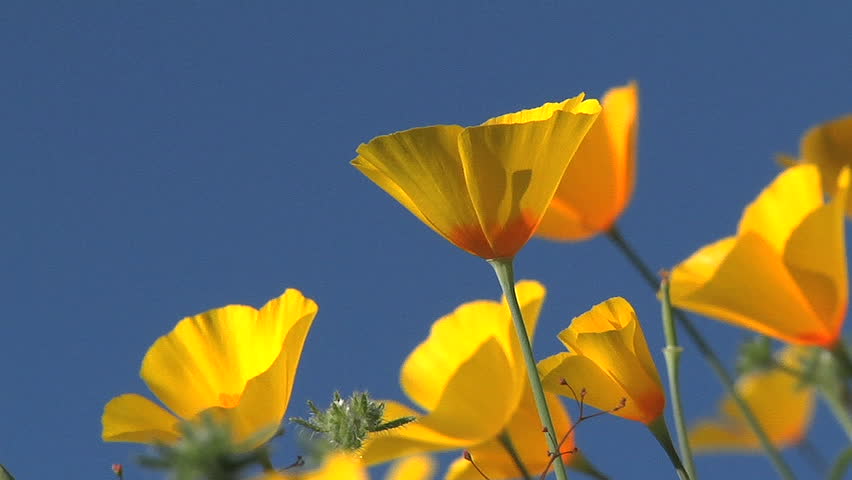 California poppies waving in the breeze
