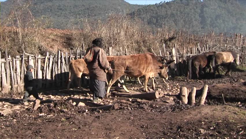CHINA - CIRCA 2010: A family of shepherds lead their cattle across a rural area in China.