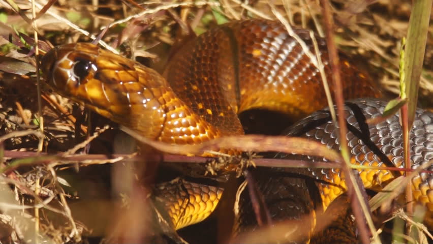 Cape Cobra (Naja nivea) is a highly venomous reptile of southern Africa.