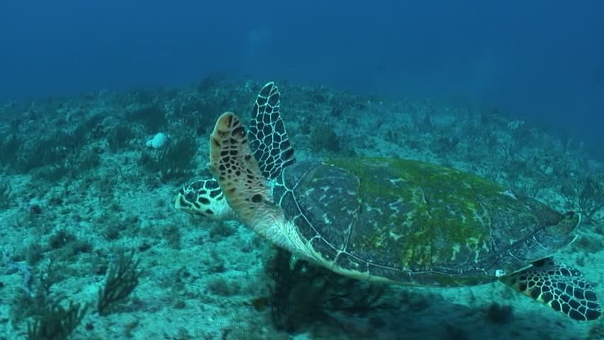 Hawksbill