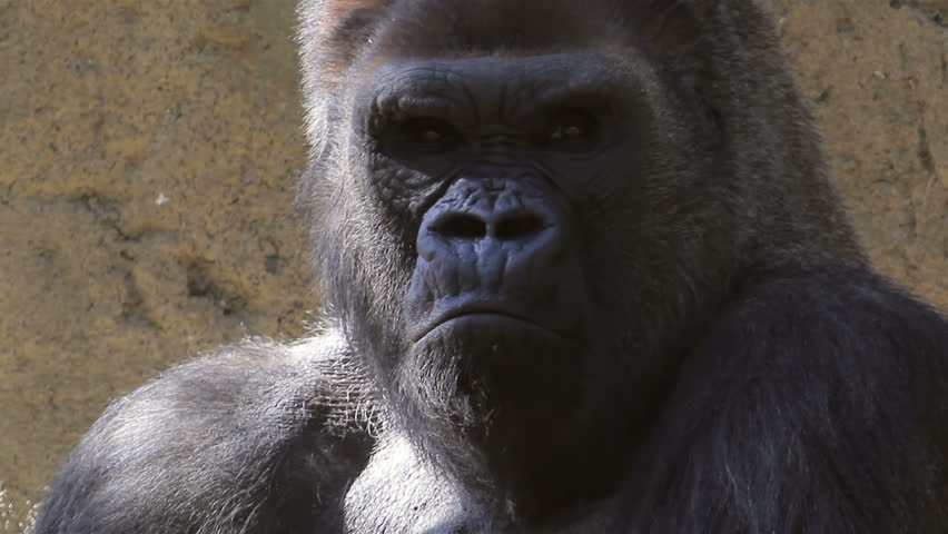 Sad Gorilla
