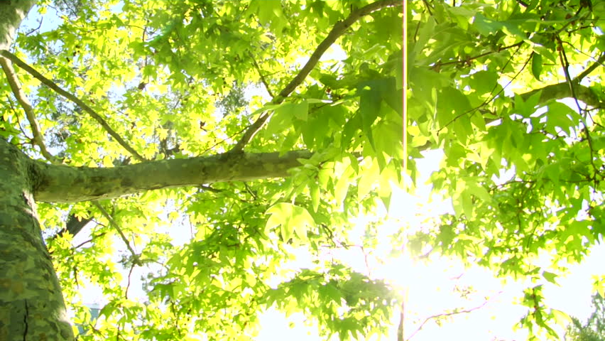 Bright green tree leaves glisten in the sunlight
