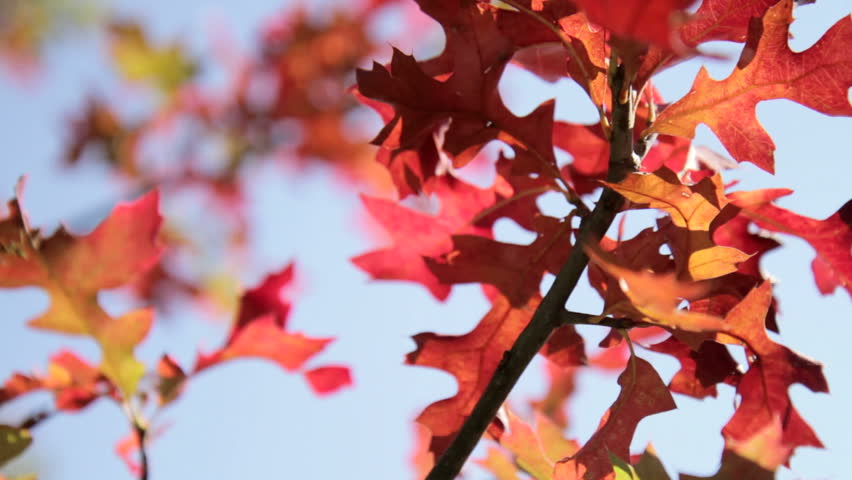 Branch with fall leaves against a blue sky.