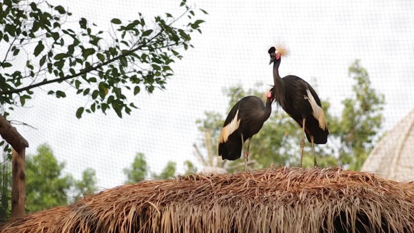 Black Crowned Crane