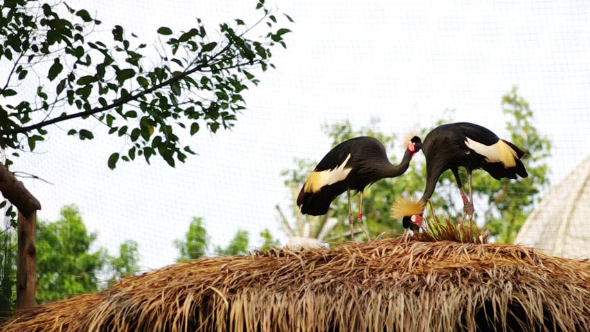 Black Crowned Crane