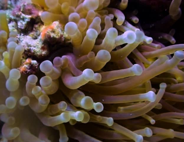 Soft corals and anemones swaying in the sea