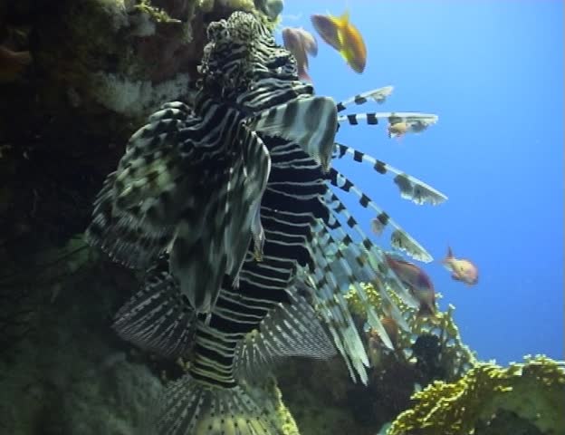 Lionfish creeping up a coral reef with splayed spines