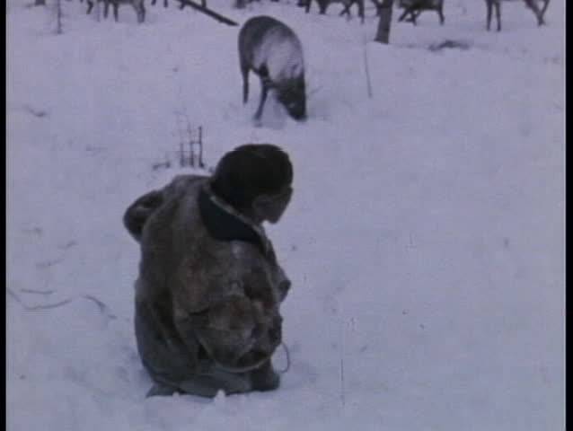 RUSSIA - CIRCA 1970:An old Eskimo ropes a reindeer in Russia circa 1970
