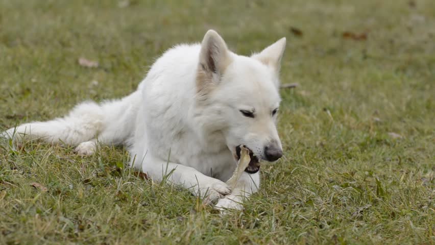 dental care
White Swiss Shepherd eats an ear of the cattle dental care