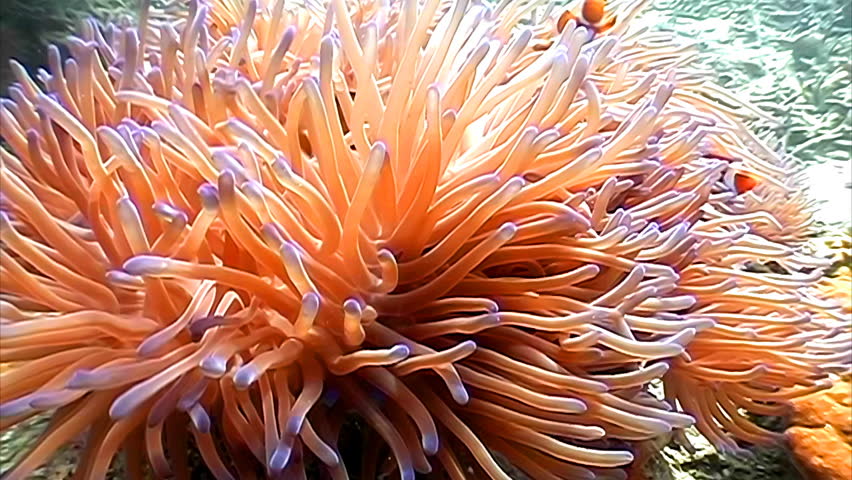 Family of Orange Clown fishes playing among anemone
