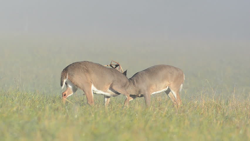 Two whitetail deer bucks sparring and fighting on a foggy morning in Smoky Mountain National Park