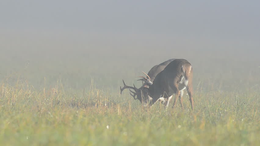 A whitetail deer buck grazing in a foggy morning in Smoky Mountain National Park