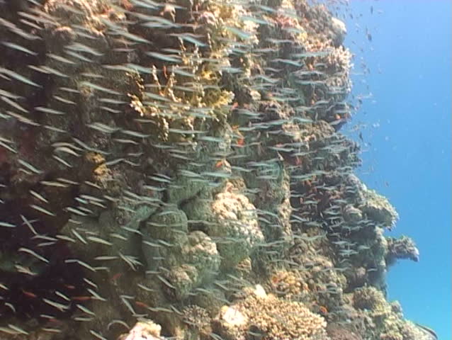 underwater diving video