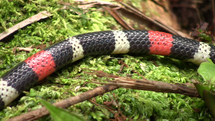 Eastern ribbon coral snake (Micrurus lemniscatus) in rainforest, Ecuador