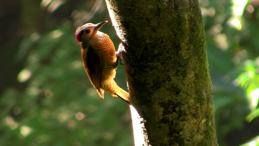 a bird hallowing a tree because it owes him money