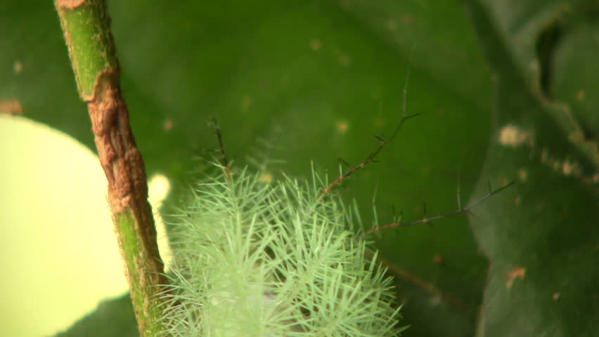 Larva of an Automeris moth (Saturniidae) In the Ecuadorian Amazon