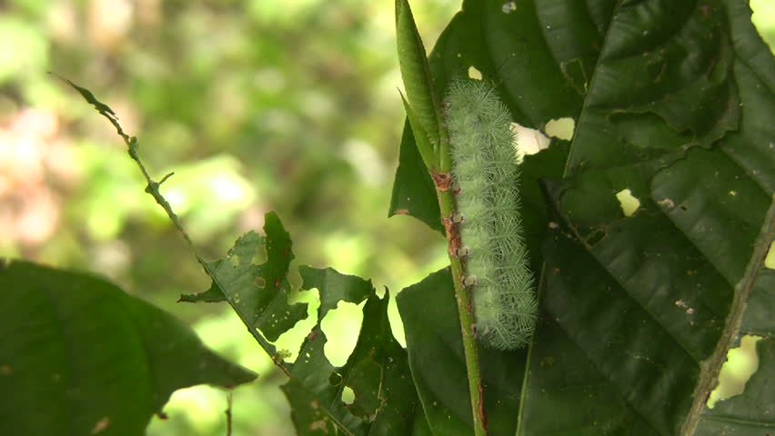 Larva of an Automeris moth (Saturniidae) In the Ecuadorian Amazon