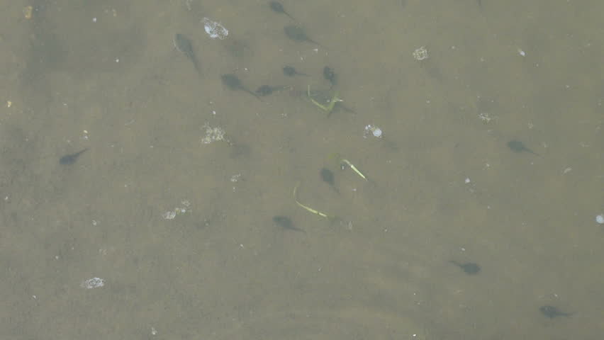 moving tadpoles