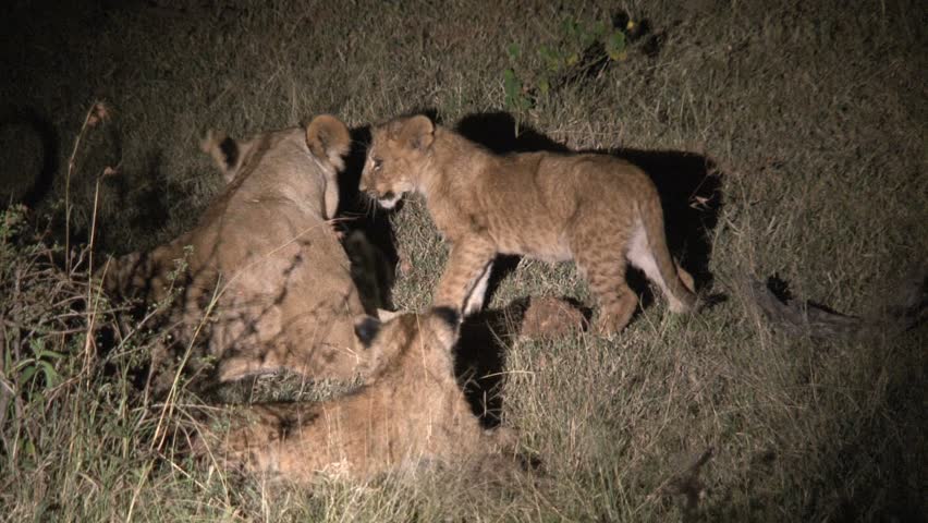 lion cubs annoying mother lion in the Masai Mara, Kenya