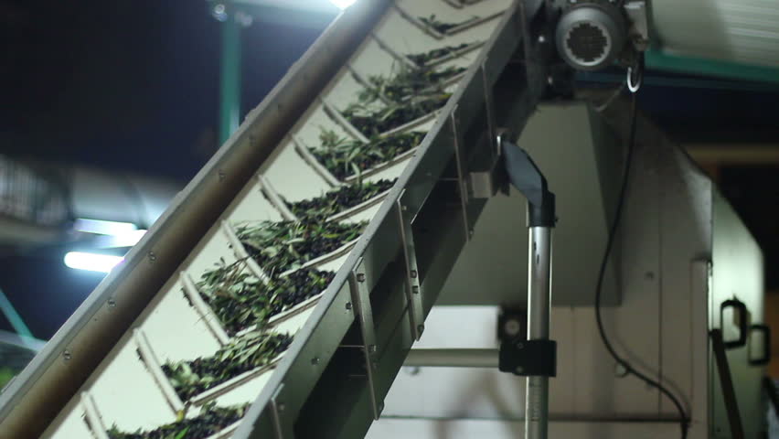 Oil mill - olive oil production - Conveyor belt constantly feeding olives into small scale olive oil mill factory for extracting extra virgin olive oil