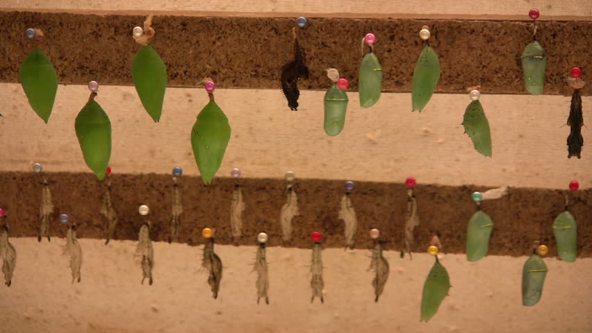 Butterfly pupae at a butterfly farm