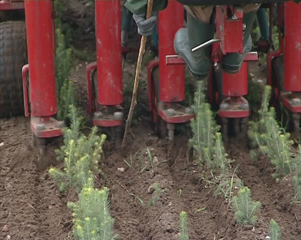 Tractor blanch christmas tree fir seedlings. Agricultural machinery. Worker sitting at the end for supervision. 