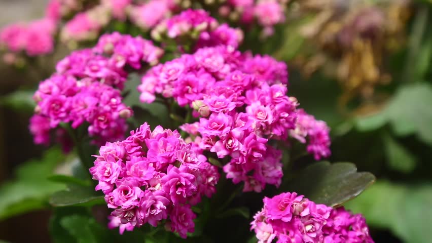 Header of Kalanchoe