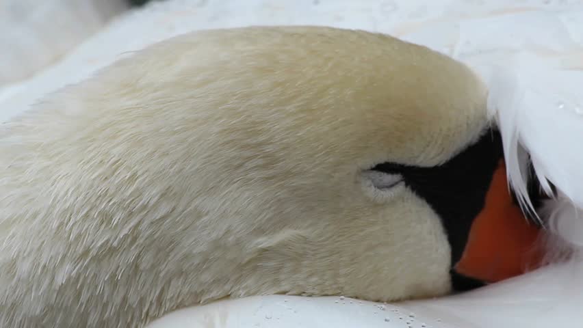 Close-up of a beautiful swan face, its beak nuzzled in white feathers glistening with drops of water. 1080p