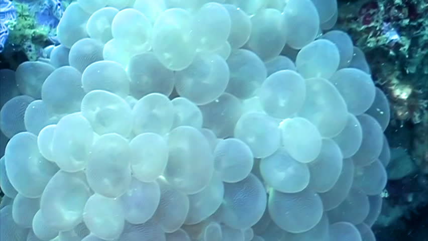 Fish eggs