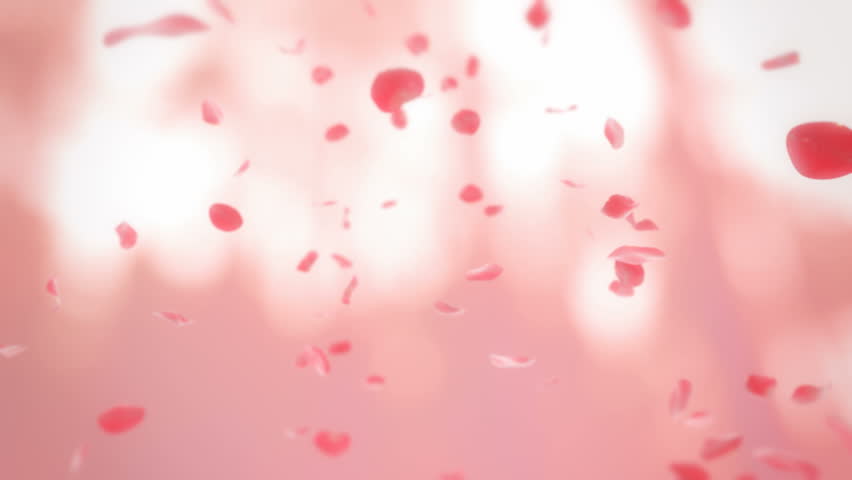 red rose petals falling
