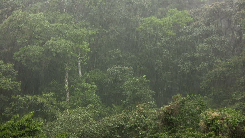Rain falling in cloudforest on the Western slopes of the Andes, Ecuador