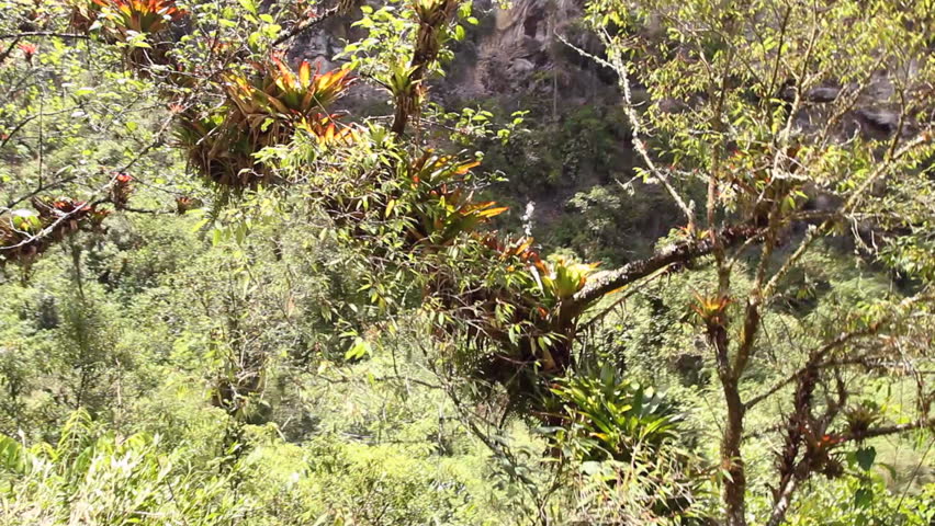 Branch laden with bromeliads in the Ecuadorian Andes