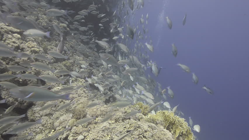 Large school/shoal of Long-nose parrot fish. This species of fish only gathers in these numbers for one to two weeks during the breeding season. Good footage to depict an abundant marine ecosystem.;