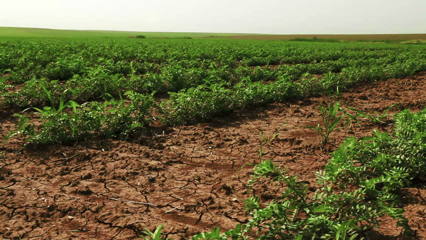 Dolly shot from right to left across a green cultivated field of bean plants planted in dry, cracked soil in Israel.