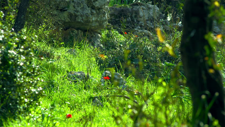 Static shot of flowers, rocks, greenery and the wind blowing through the grass in a small valley of the Carmel mountain region of Israel.  