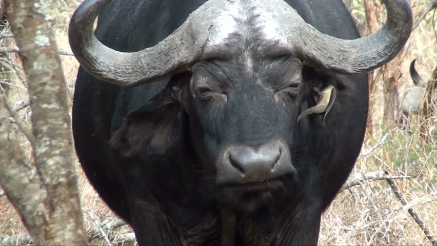 Buffalo with ox-pecker in it's ear