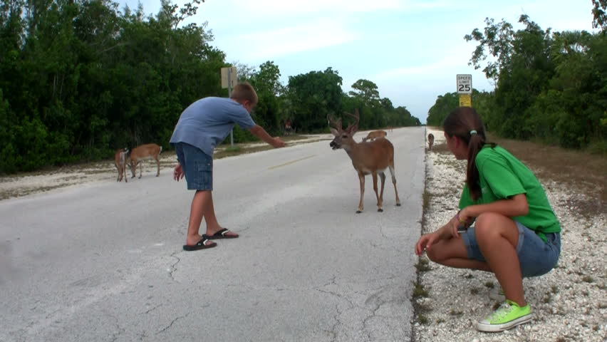 FLORIDA - CIRCA 2009: Visitors pet  white tail deers circa 2009 in Florida. Florida deer are also a major prey species for the endangered Florida panther. As a consequence, deer have been the object of much management, research, and controversy. 