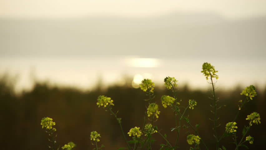 flowers on the banks of the Sea of Galilee in Israel, rack focusing to the lake, and a bird flying through the frame. this was shot close to dusk and the camera pointing west.  02/22/2011