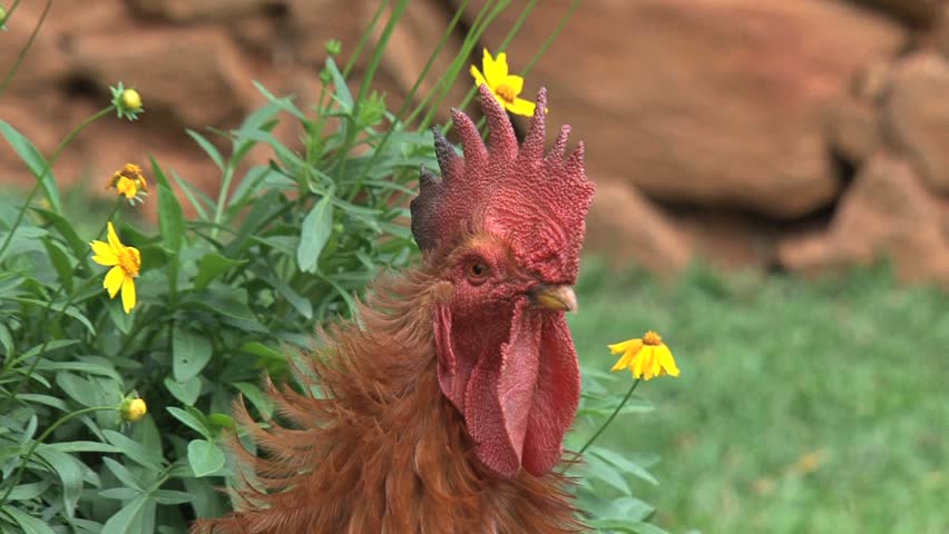 Rooster close up