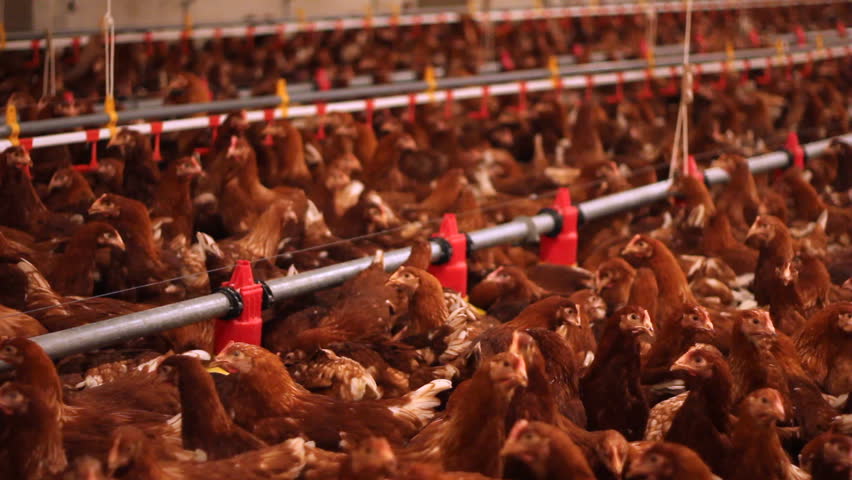 Chicken Farm, Poultry