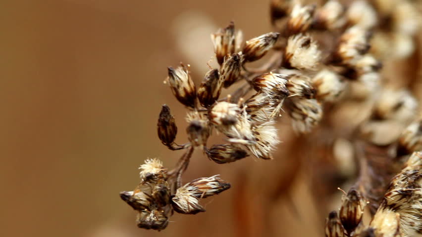dry flower